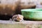 gecko fell from wall into water tank and climbed on edge of basin