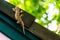 Gecko laying on the dark roof with green wall and green bokeh background.