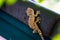 Gecko laying on the dark roof with green wall and green bokeh background.