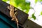 Gecko laying on the dark roof with green wall and green bokeh background.