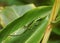 Gecko on the leaf