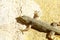 Gecko on Oman wall