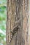 A gecko perched on a tree