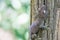 A gecko perched on a tree