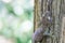 A gecko perched on a tree