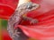 Gecko on red flower close-up