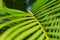 Gecko relaxing on green tropical leaf. Lush tropical vegetation of the islands of Hawaii