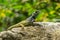 A Gecko on the rock