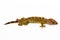 A gecko seen from the side, isolated on a white background