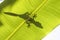 Gecko silhouette on leaf