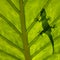 Gecko silhouette on leaf