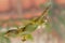 A gecko sitting on a clear glass seen from below