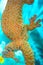 Gecko sitting on the glass, the pads of a Gecko