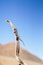 Gecko on stick in Sossusvlei Namibia.