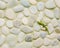 Gecko on Stone Wall