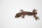 Gecko without tail on white background. Baby lizard with tail loss ability resting.