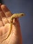 Gecko on thumb