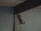 Gecko on the wall wood beam