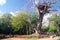 Gedi Ruins Kenya Africa Observation Tower