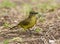 Geelborst-buulbuul, Yellow-bellied Greenbul, Chlorocichla flaviventris