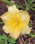 Geelong yellow rain lily with bulbs