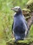 Geeloogpinguin, Yellow-eyed Penguin, Megadyptes antipodes