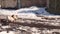 Geese arranging their feathers and looking for food in winter. Domestic birds