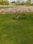 Geese and baby geese at Mylar Park Cheyenne, Wyoming