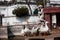 Geese bask in the sun in the ancient fountains