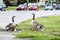 Geese bathing in a puddle on the side of the road