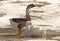 Geese Bathing In Snow In Golden Light