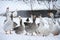 geese behind an iron fence in winter