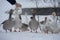 geese behind an iron fence in winter