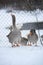 geese behind an iron fence in winter