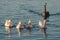 Geese and black swan on river