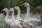 Geese brood