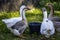 Geese with a bucket of water on green grass