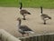 Geese canadian geese grey lag egyptian geese