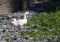 the geese  of the Cerusa stream in Genoa Voltri 