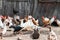 Geese and chicken on the farm