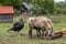Geese, chickens, turkeys graze, sheeps in poultry yard on green grass. Home Organic Farm
