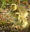 Geese Chicks