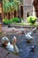 Geese in Cloister of Barcelona Cathedral in the Gothic Quarter