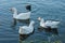 Geese and coot on lake surface