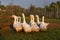 Geese in the countryside in a fenced grid pen on the grass