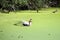 Geese couple swimming in pond covered with tiny green seaweed