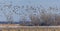 Geese and Cranes taking off from a Roosting Ground