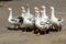 Geese cross the road in the summer in the village. A colorful typical picture of a rural landscape. A small flock of domestic