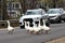Geese crossing a road while cars are waiting