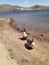 Geese at Crystal lake Curt Gowdy State Park Cheyenne Wyoming springtime